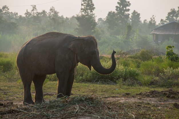 Elefante perto da floresta nublada