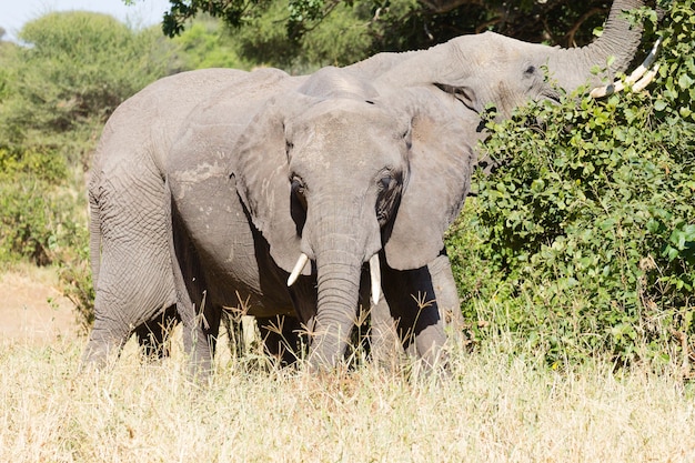 Elefante perto, Parque Nacional Tarangire, Tanzânia, África. Safari africano.