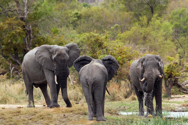 Foto elefante de pie en un bosque