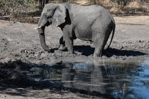 Foto elefante de pie en el campo con agua recogida