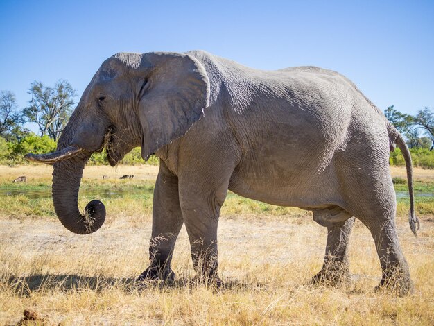 Elefante de pie en el campo contra el cielo despejado