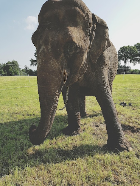 Foto elefante de pie en el campo contra el cielo