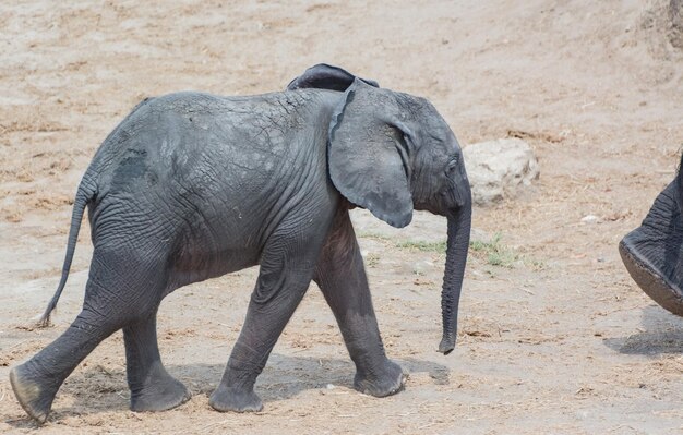 Foto elefante de pie en el campo