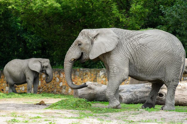 Foto elefante de pie junto a los árboles