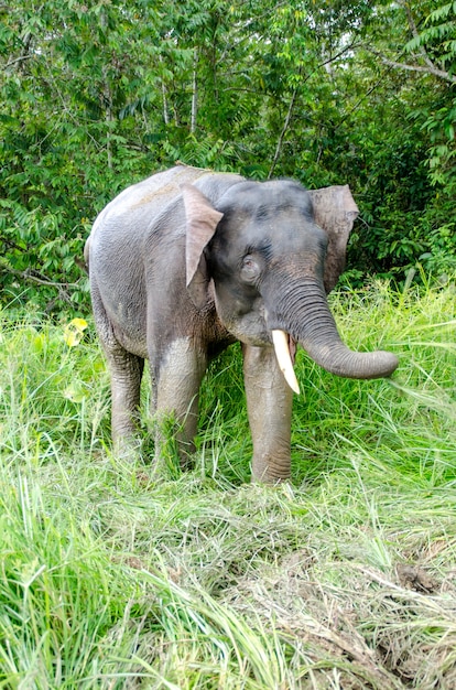 Elefante pigmeo en el río Kinabatangan