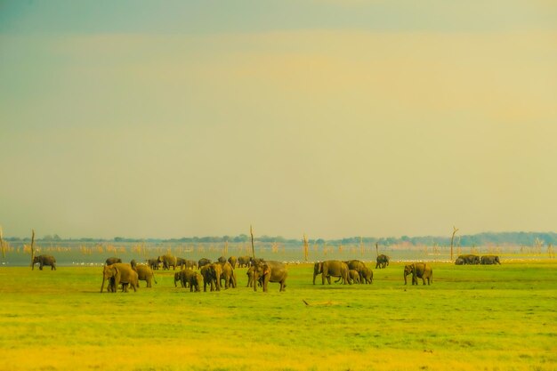 Foto elefante de las praderas parque nacional minnia de sri lanka