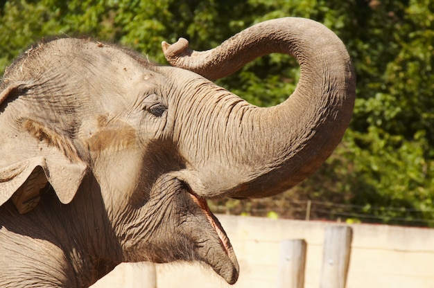 Elefante recogiendo su trompa