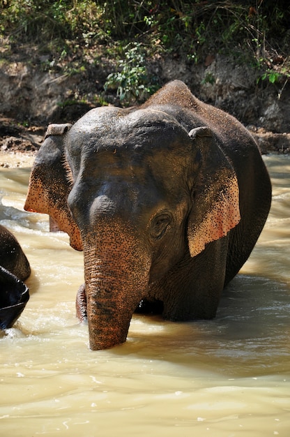 Elefante en río