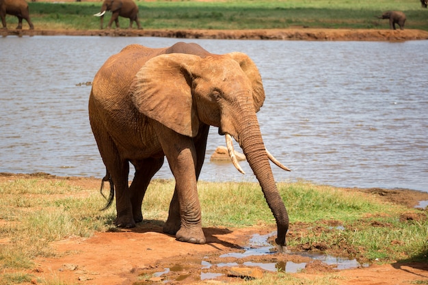 Elefante rojo bebe agua de un pozo de agua