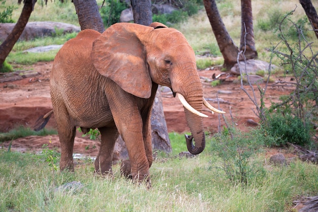 Un elefante rojo camina entre palmeras y árboles.