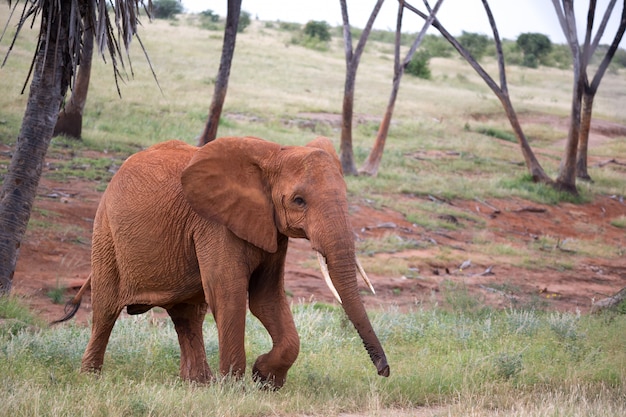 El elefante rojo camina entre palmeras y árboles.