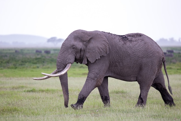 Elefante en la sabana de un parque nacional