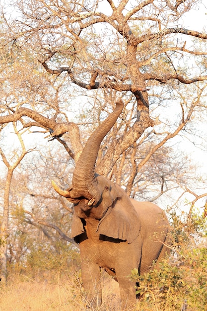 elefante en la sabana