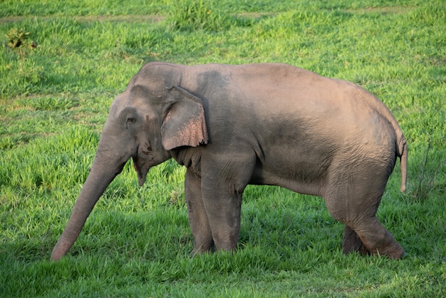 Elefante salvaje asiático que come la hierba en el bosque.