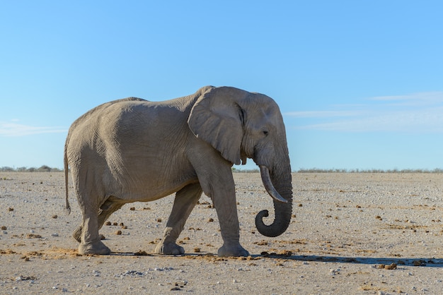 Elefante salvaje caminando en la sabana africana