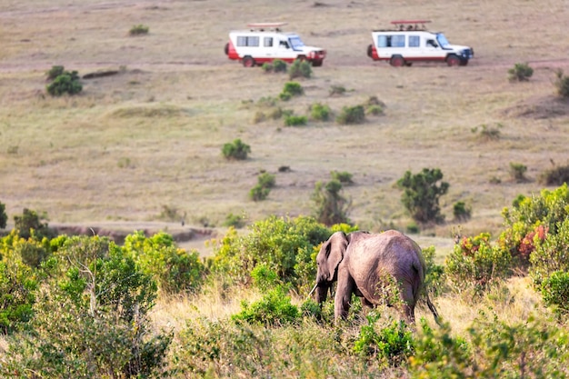 Elefante salvaje contra coches de safari en el Parque Nacional de Masai Mara, Kenia. Concepto de safari. Paisaje de viajes africanos.