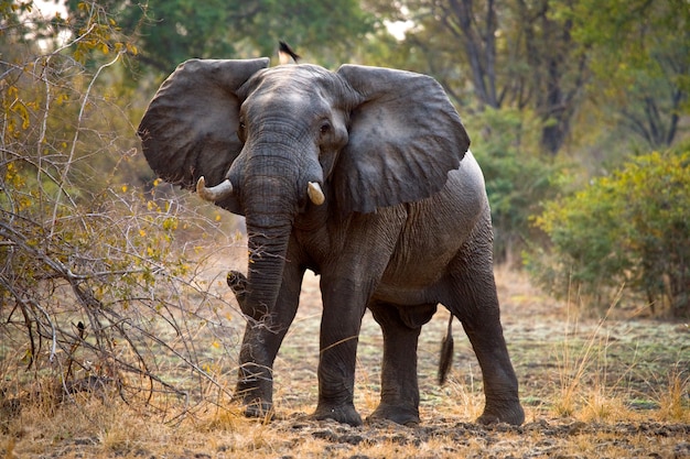 Elefante salvaje está de pie en el monte