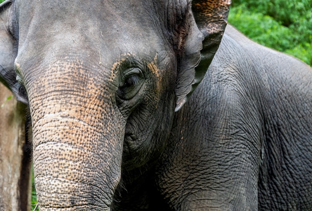 Elefante salvaje en el hermoso bosque