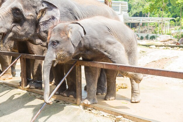 Elefante salvaje en el parque de animales