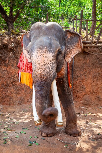 Elefante en la selva de Goa