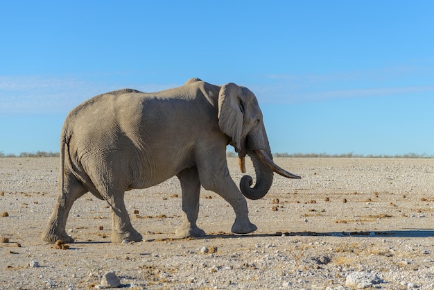 Elefante selvagem andando na savana africana