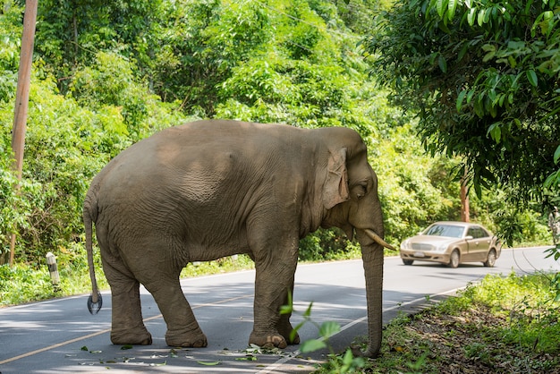 Foto elefante selvagem em khao yai national park tailândia