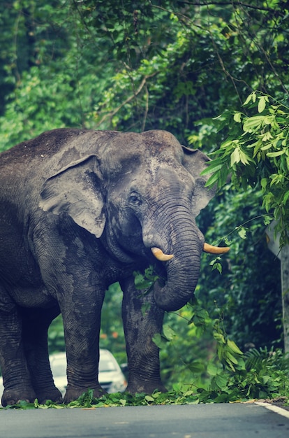 Elefante selvagem no Parque Nacional de Khao Yai