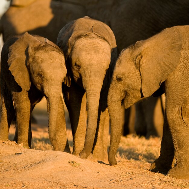 Elefante y su madre