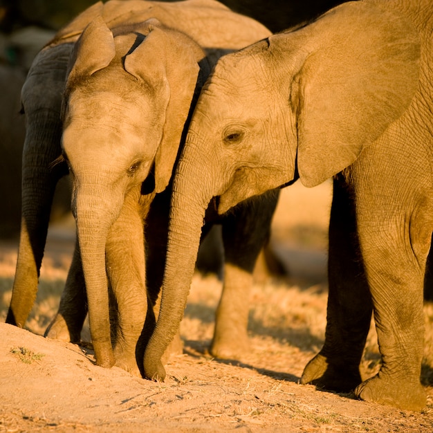 Elefante y su madre