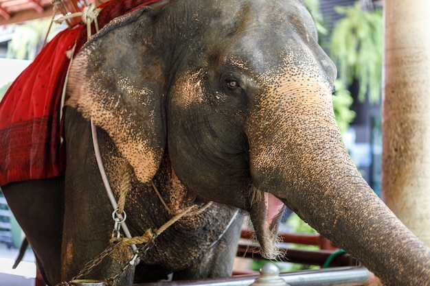 Un elefante tailandés en el zoológico, Tailandia.