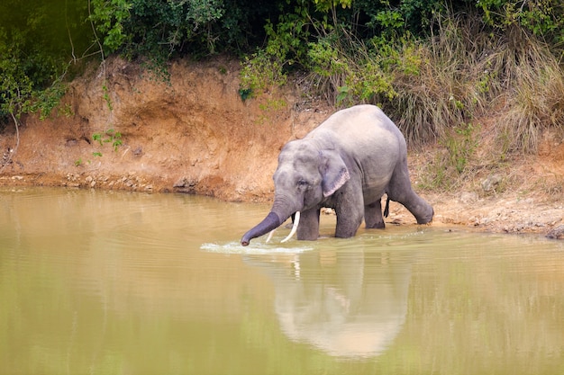 Elefante de Tailandia