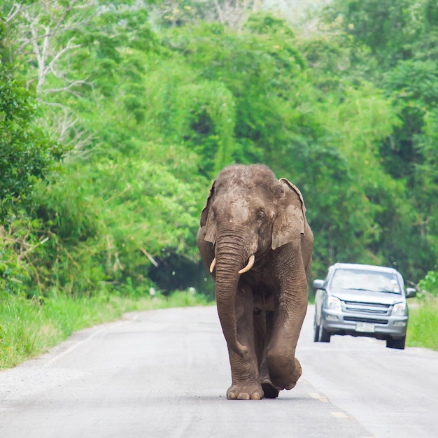 Elefante Tailandia