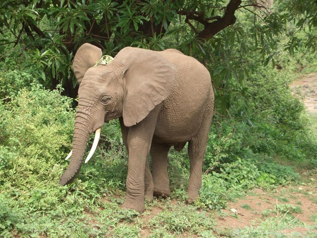 El elefante en Tanzania