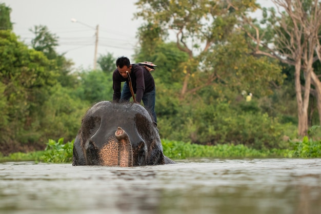 Un elefante a tientas montando un elefante en el agua