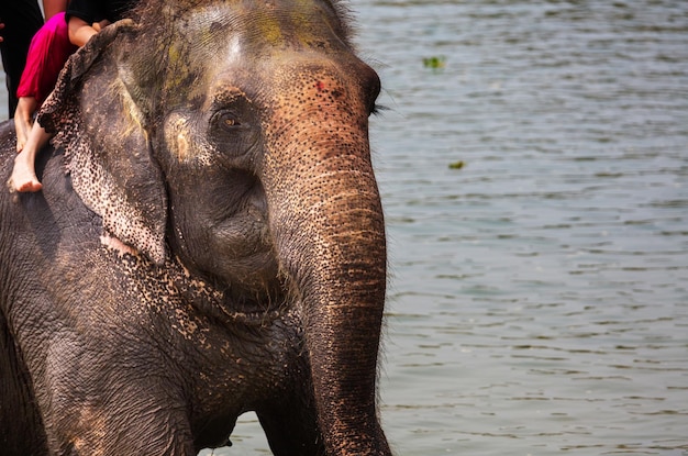 Elefante tomando banho no rio, Chitwan, Nepal