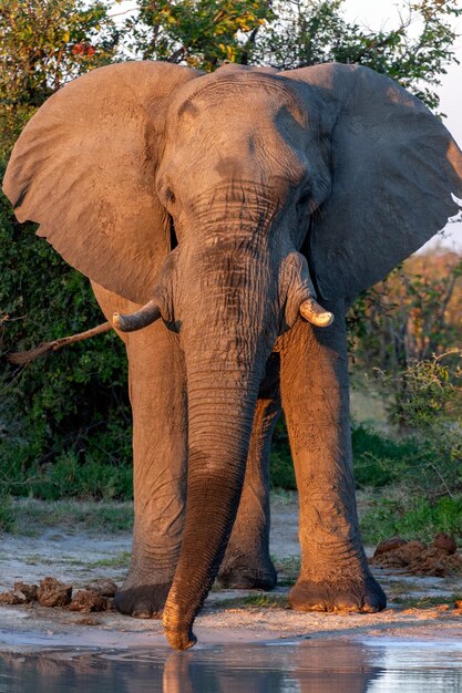 Elefante toro africano Botswana África