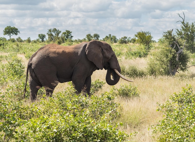 Elefante único no Parque Nacional Kruger