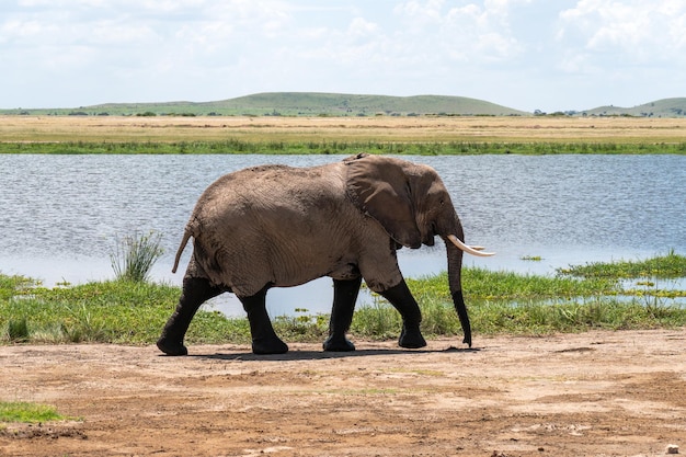 elefante vagando no pântano no Parque Nacional de Amboseli, Quênia, África