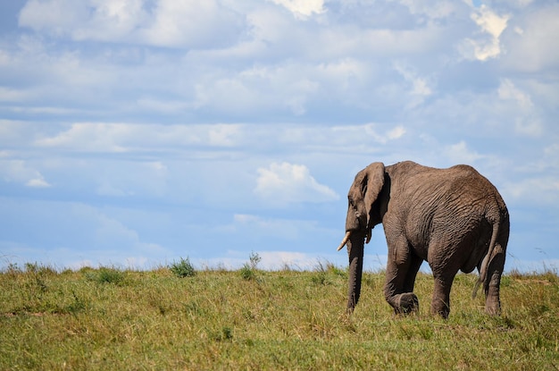 Elefante volta a andar na savana no parque nacional masai mara quênia áfrica