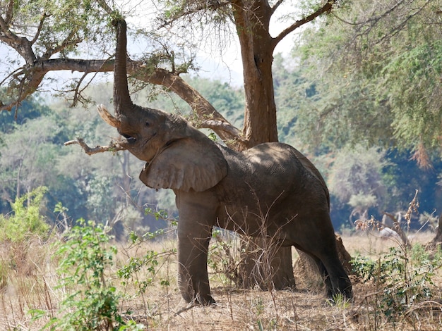 Elefante en el Bajo Zambeze