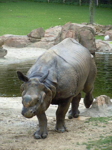 Elefante en un zoológico