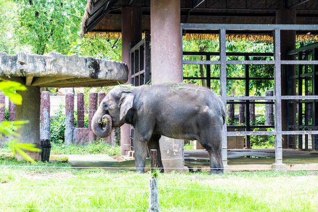 elefante en el zoológico