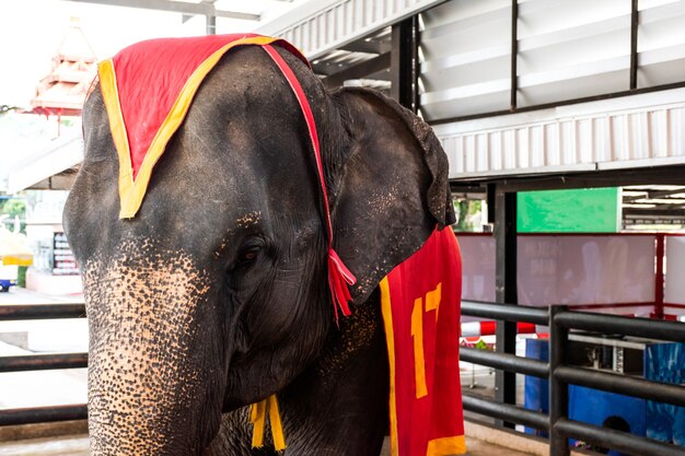 Elefante en el zoológico