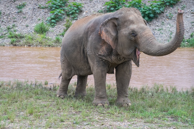 Elefante