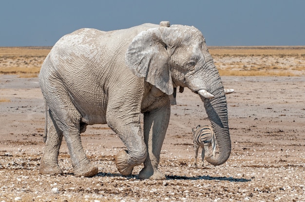 Foto elefante