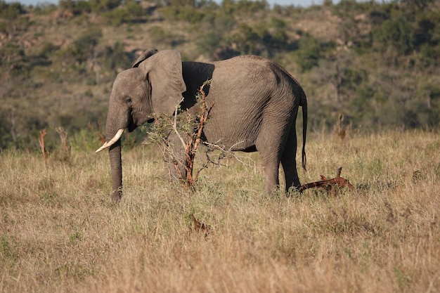 Foto elefante