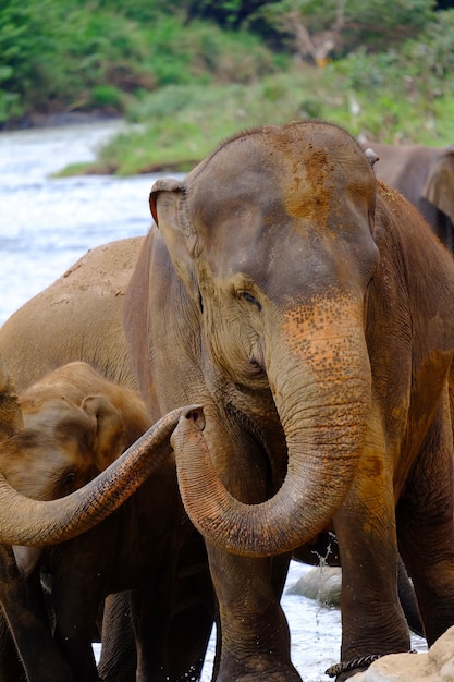 Elefanten berühren den Stamm nach dem Schwimmen im Fluss im Pinnawala Elephant Orphanage Sri Lanka