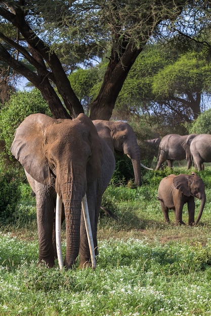 Elefanten im grünen Sumpf in Kenia