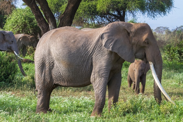 Elefanten im grünen Sumpf in Kenia