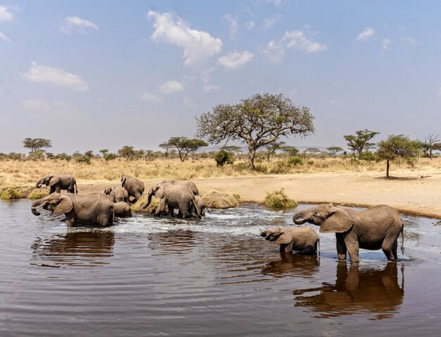 Elefanten im Serengeti-Nationalpark - Tansania